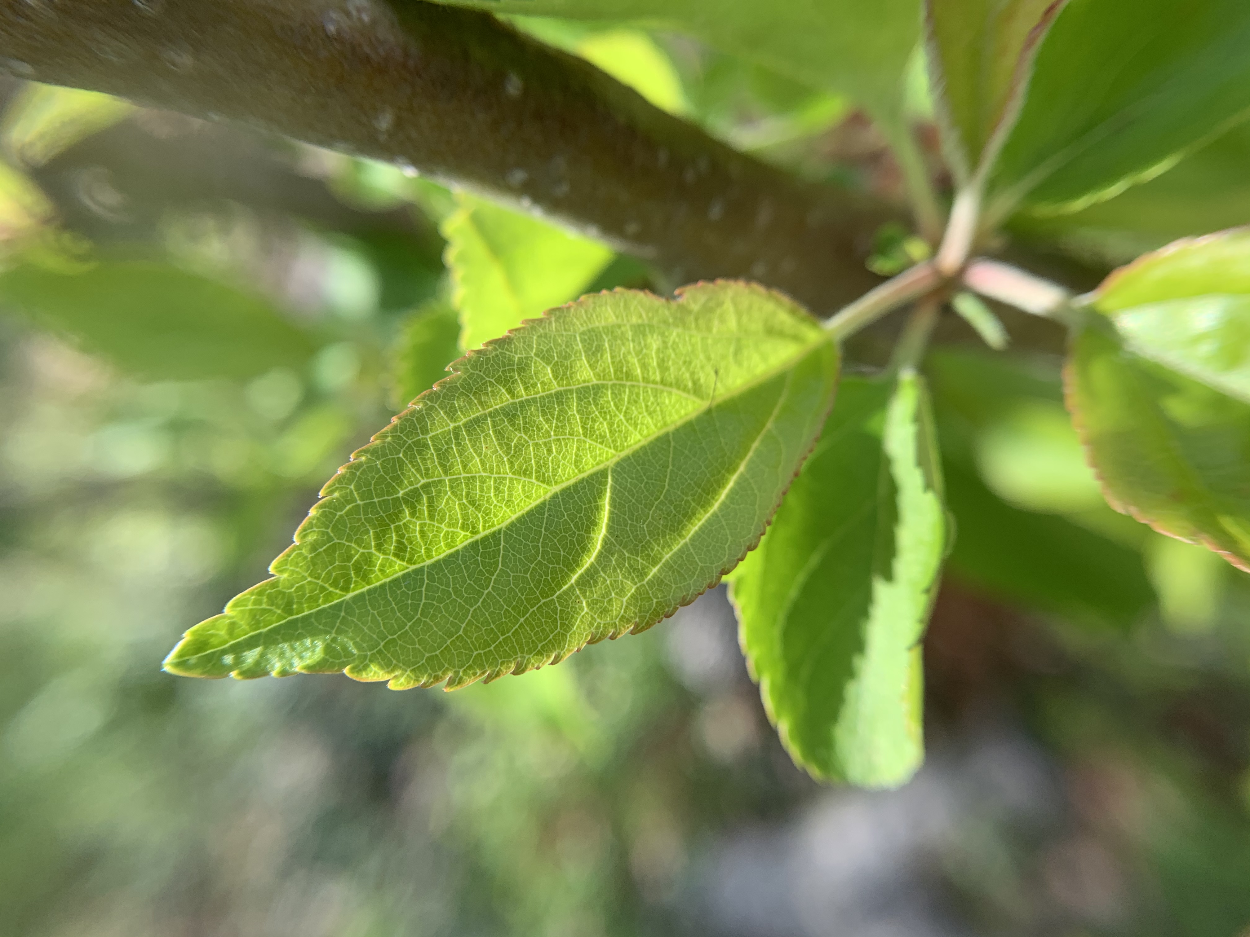 A Spring in the Life of an Apple Tree Sapling